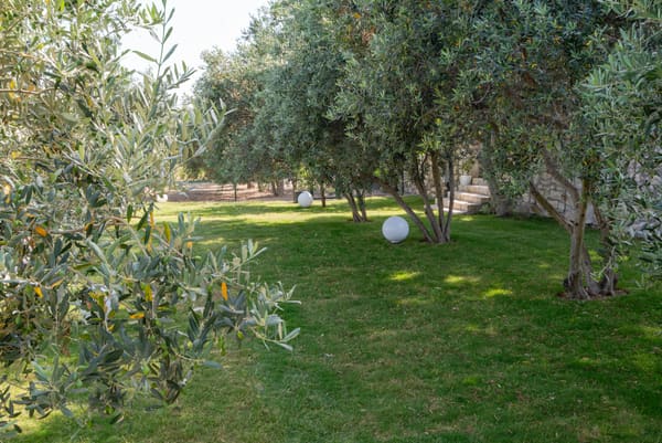 Zeytinlik bahçe