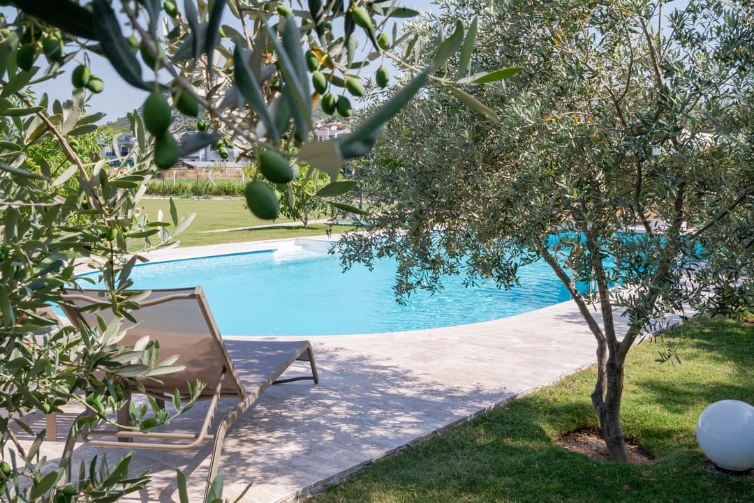 Zeytin ağaçlarının arasından Muyo House yüzme havuzu